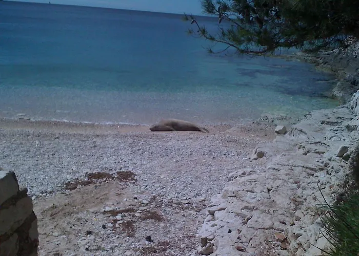 Deni Pula